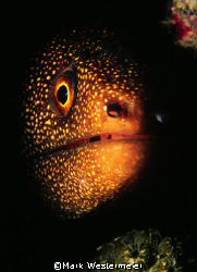 Moray Portrait - Taken in Puerto Rico with a Nikonos RS, ... by Mark Westermeier 